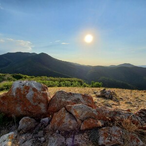 Team Page: Roaming Wild